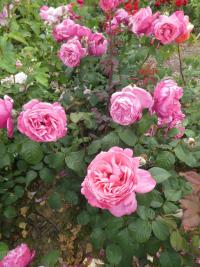 Růže 'Line Renaud' - Velkokvěté růže (Rosa)