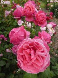 Růže 'Line Renaud' - Velkokvěté růže (Rosa)