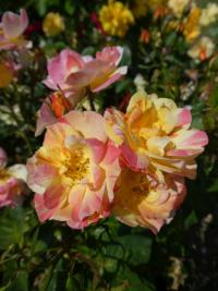 Růže 'Sorbet Peche Apricot' - Sadové růže (Rosa)