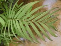 Pinanga - list (Pinanga adangensis)