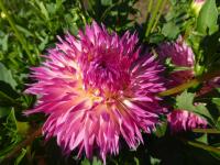 Jiřinka 'Pinelands Princess' - Kaktusovité jiřinky (Dahlia)