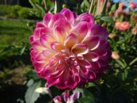 Jiřinka 'Hapet Daydream' - Dekorační jiřinky (Dahlia)