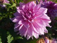 Jiřinka 'Prins Carnaval' - Dekorační jiřinky (Dahlia)