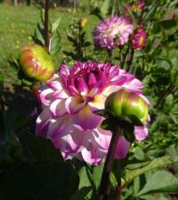 Jiřinka 'Nina's Choice' - Dekorační jiřinky (Dahlia)