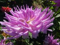 Jiřinka 'Mingus Randy' - Kaktusovité jiřinky (Dahlia)