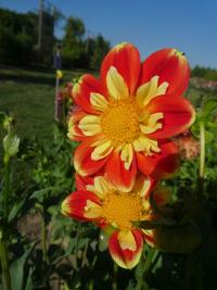 Jiřinka 'Pooh' - Náhrdelníkové jiřinky (Dahlia)