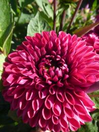 Jiřinka 'Mulberry Harbour' - Dekorační jiřinky (Dahlia)