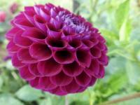 Jiřinka 'Downham Royal' - Kulovité jiřinky (Dahlia)