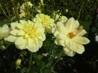 Jiřinka 'Glory of Heemstede' (Dahlia)