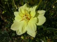 Jiřinka 'Glory of Heemstede' (Dahlia)