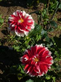 Jiřinka 'Rifka' - Dekorační jiřinky (Dahlia)