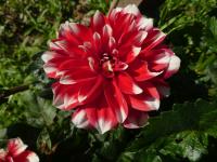 Jiřinka 'Rifka' - Dekorační jiřinky (Dahlia)