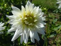 Jiřinka 'My Love' - Semikaktusovité jiřinky (Dahlia)