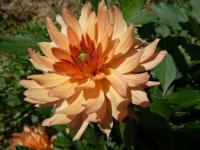Jiřinka 'Orange Pygmy' - Semikaktusovité jiřinky (Dahlia)