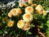 Jiřinka 'Vermeer' - Gallery jiřinky (Dahlia)