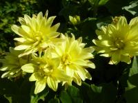Jiřinka 'Serenade' - Gallery jiřinky (Dahlia)