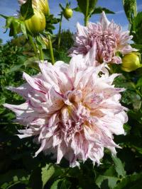 Jiřinka 'Rybnik' - Semikaktusovité jiřinky (Dahlia)