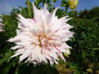 Jiřinka 'Rybnik' - Semikaktusovité jiřinky (Dahlia)