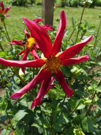 Jiřinka 'Honka Red' - Orchideokvěté jiřinky (Dahlia)