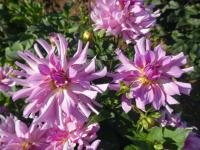 Jiřinka 'Leila Savanna Rose' - Kaktusovité jiřinky (Dahlia)