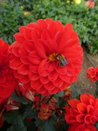 Jiřinka 'Melody Bolero' - Dekorační jiřinky (Dahlia)