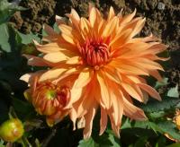 Jiřinka 'Autumn Fairy' - Dekorační jiřinky (Dahlia)