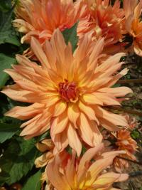 Jiřinka 'Autumn Fairy' - Dekorační jiřinky (Dahlia)