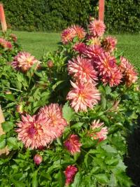 Jiřinka 'Colwood Sherri' - Třepenité jiřinky (Dahlia)