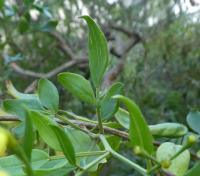 Jasmín nejvonnější - větévka s listy (Jasminum odoratissimum)