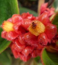 Korytoplektus - květ (Corytoplectus capitatus)
