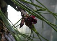 Maxilárie (Maxillaria acicularis)