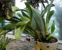 Maxilárie (Maxillaria sanderiana)