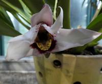 Maxilárie (Maxillaria sanderiana)