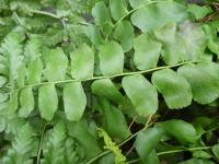 Tykadlovka (Anemia rotundifolia)