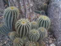 Parodia - Eriocactus