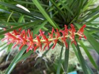 Dendrochilum (Dendrochilum wenzelii)