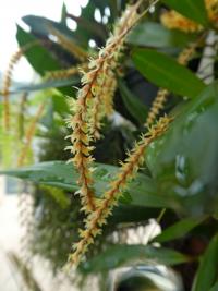 Dendrochilum (Dendrochilum longifolium)