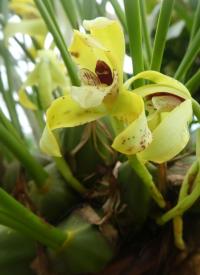 Maxilárie (Maxillaria porphyrostele)