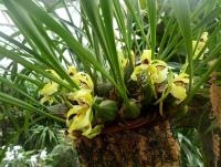 Maxilárie (Maxillaria porphyrostele)