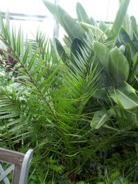 Olejnice guinejská (Elaeis guineensis)