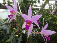 Laelia (Laelia anceps)