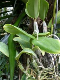 Katleja 'Francisco Miranda' (Cattleya nobilior var amaliae)