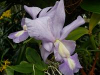 Katleja 'Francisco Miranda' (Cattleya nobilior var amaliae)