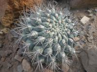 Gymnocalycium (Gymnocalycium saglionis)