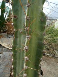 Cereus (Cereus peruvianus)