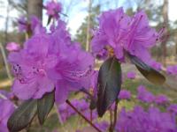 Pěnišník dahurský (Rhododendron dahuricum)