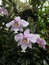 Falenopsis (Phalaenopsis schilleriana)