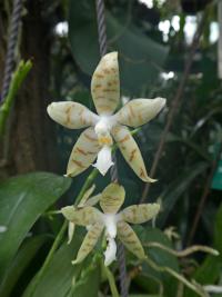 Falenopsis (Phalaenopsis pallens)
