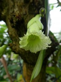 Amphitecna - květ (Amphitecna macrophylla)