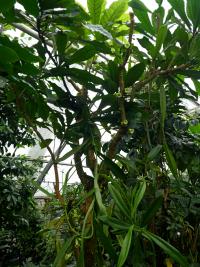 Amphitecna (Amphitecna macrophylla)